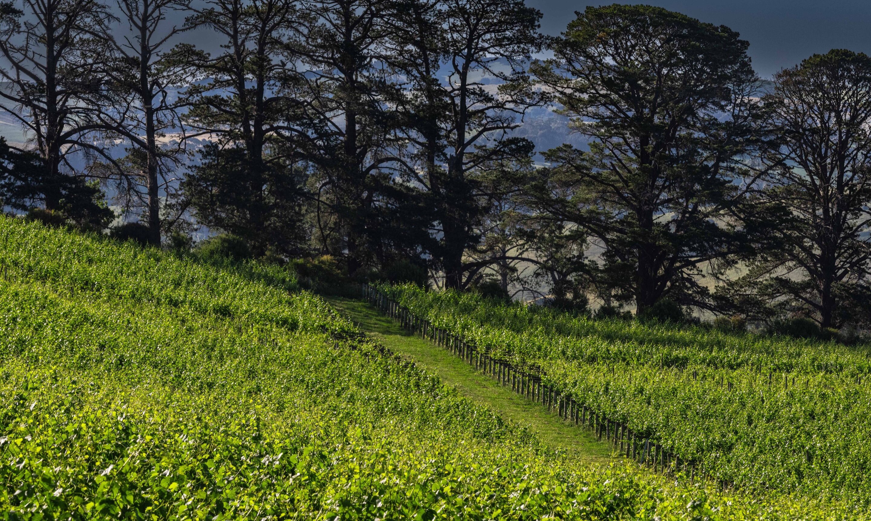 Bellvale vineyard, Berrys Creek, South Gippsland.